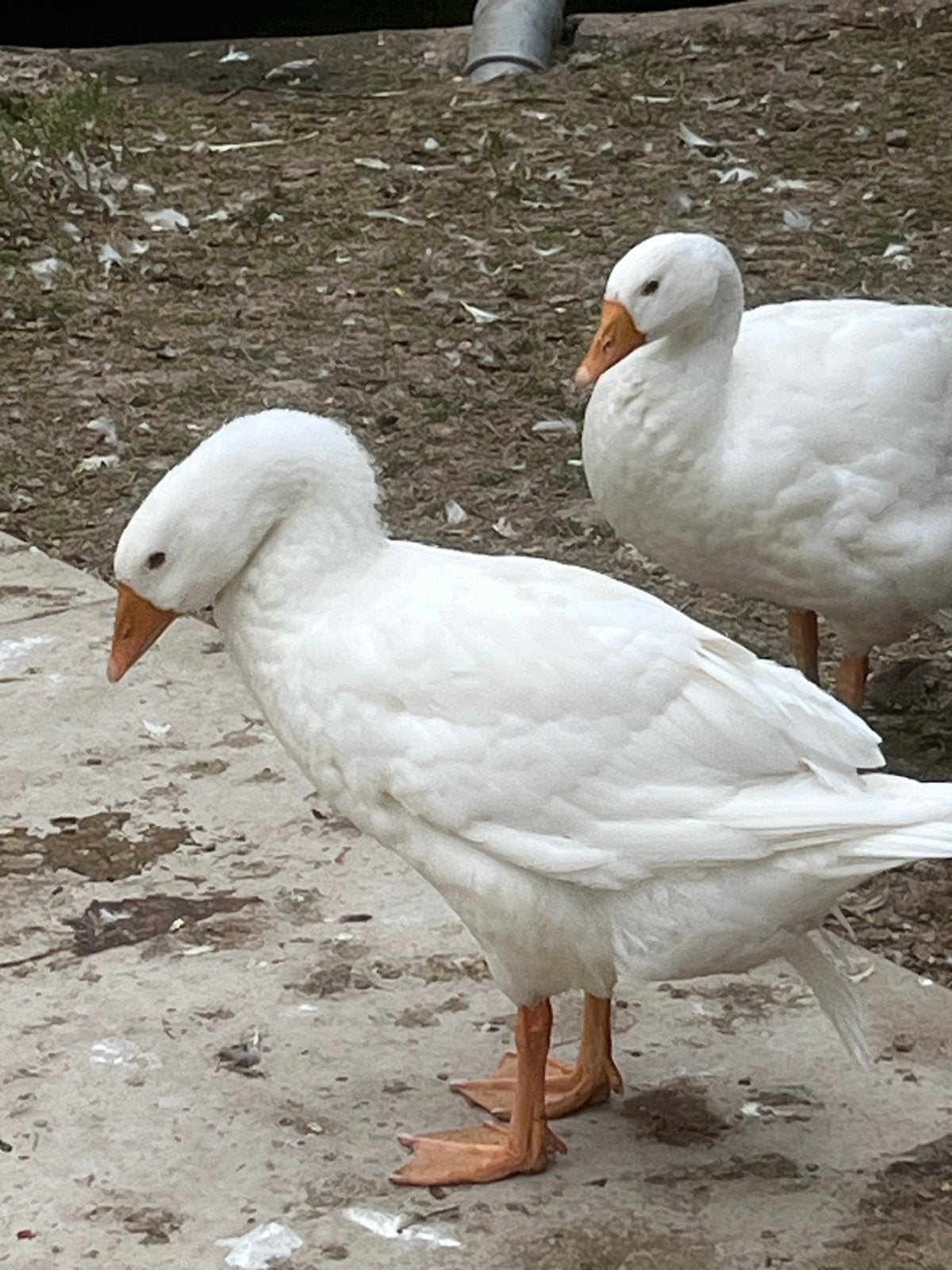 Jonge witte ganzen., Dieren en Toebehoren, Pluimvee, Meerdere dieren, Gans of Zwaan