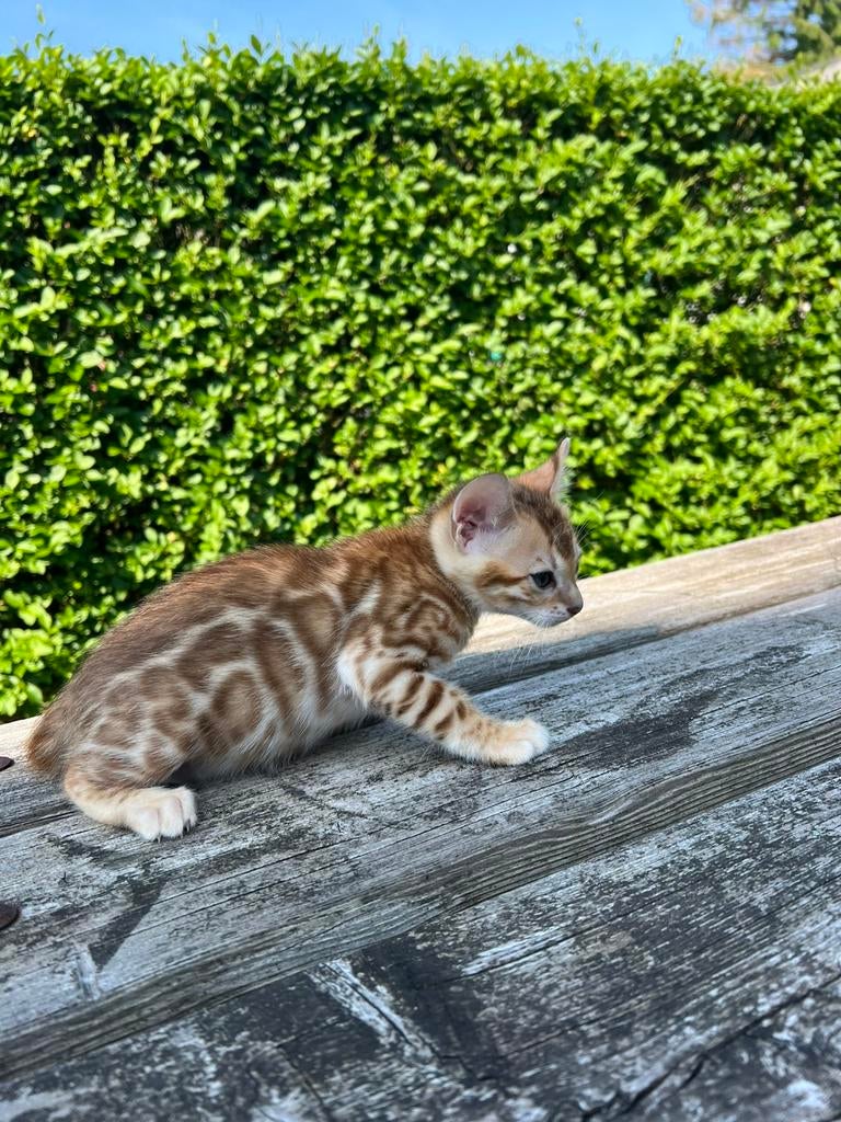 Lieve Bengaalse kittens zoeken een warm thuis, Dieren en Toebehoren, Meerdere dieren, 0 tot 2 jaar