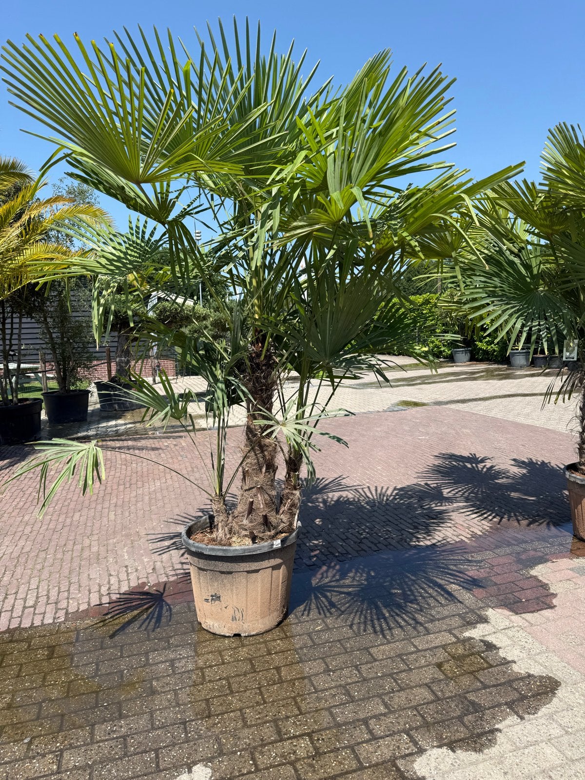 Palmbomen Trachycarpus Fortunei Multistam 250cm - Actie!, Tuin en Terras, Ophalen, Overige soorten, Volle zon