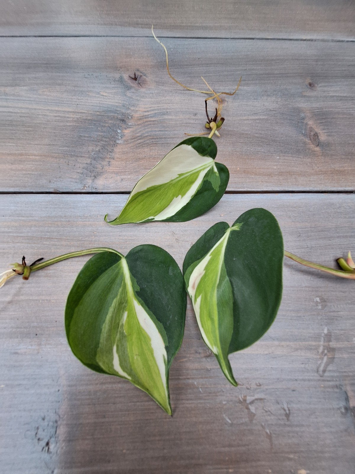 philodendron 'cream splash', Huis en Inrichting, Kamerplanten, Ophalen of Verzenden, Halfschaduw, Minder dan 100 cm
