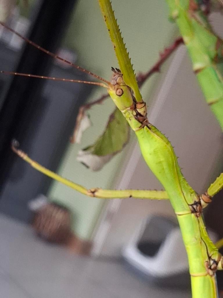 Eitjes van Hermarchus sp. Efate, Dieren en Toebehoren, Insecten en Spinnen, Wandelende tak