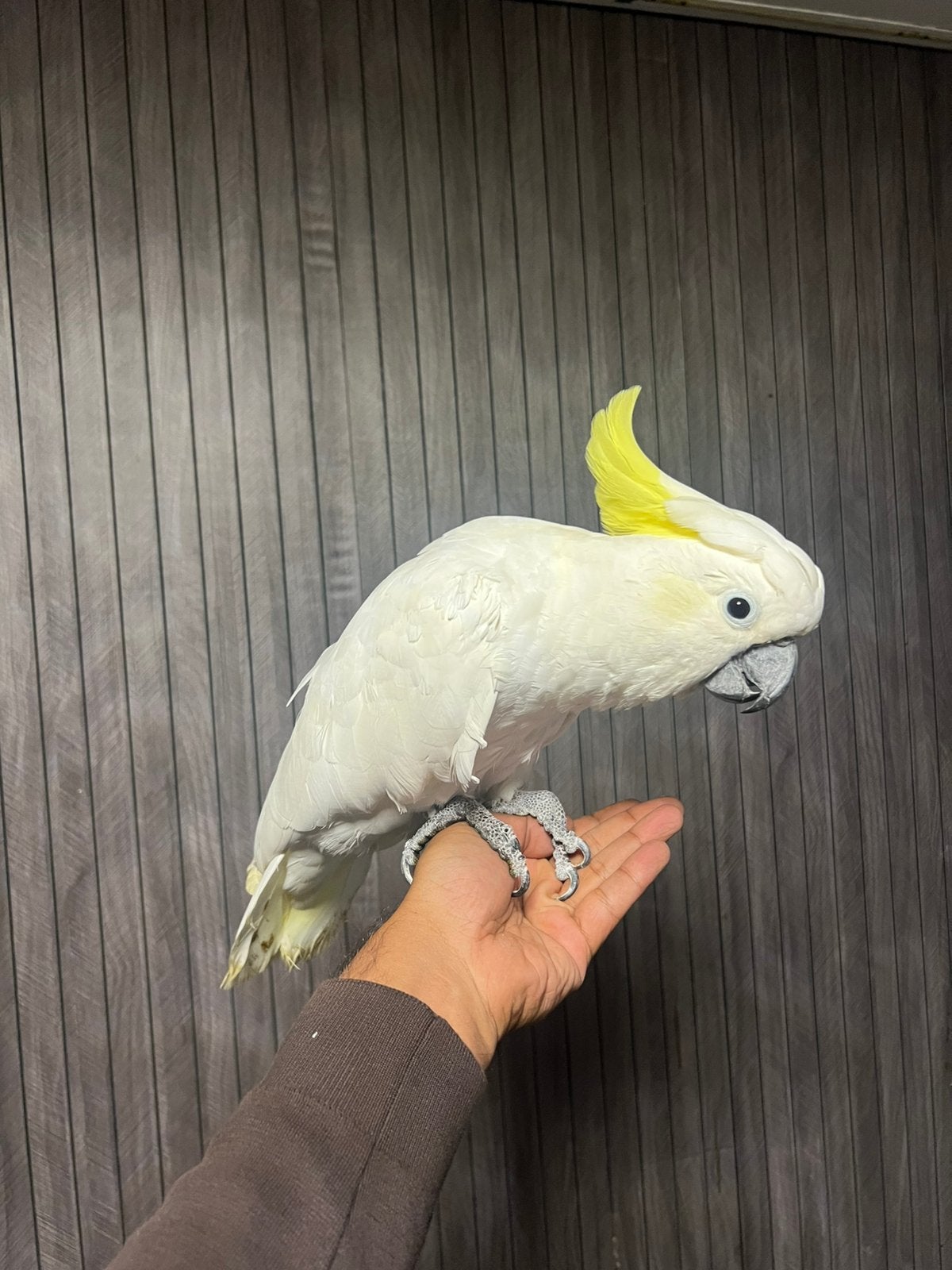 Tamme Triton kaketoe, Dieren en Toebehoren, Vogels | Parkieten en Papegaaien, Vrouwelijk, Papegaai, Pratend