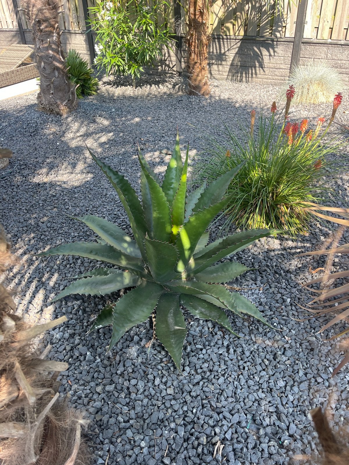 Agave Jaws, Volle zon, Vaste plant, Bloeit niet, Ophalen