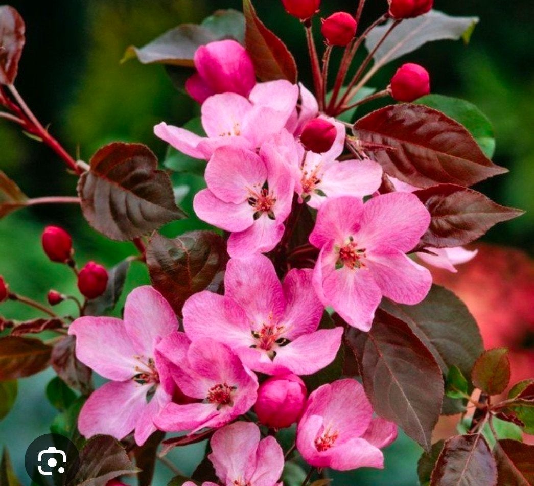 malus 'Rudolph', Tuin en Terras, Planten | Bomen, Overige soorten, Lente, 250 tot 400 cm, Ophalen