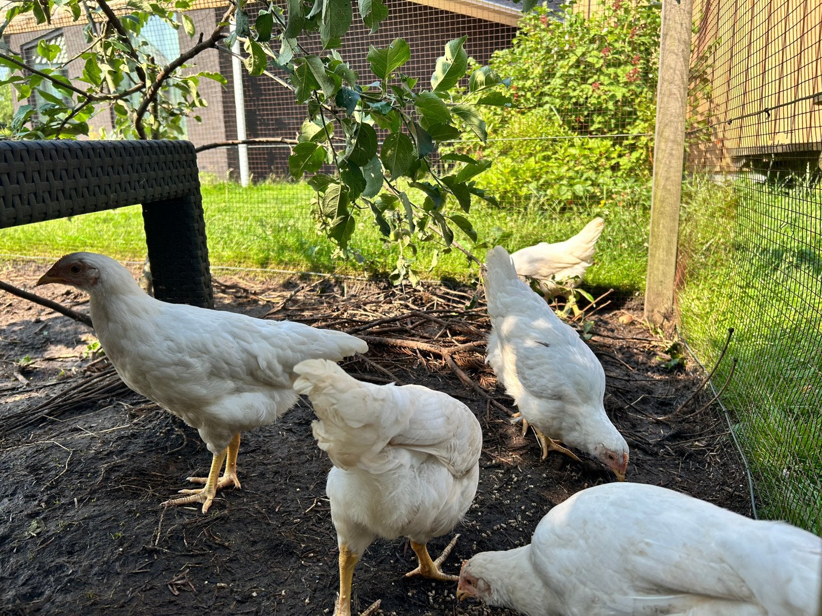 Jonge leghorn kippen (nog niet/bijna aan de leg), Dieren en Toebehoren, Pluimvee, Vrouwelijk, Kip