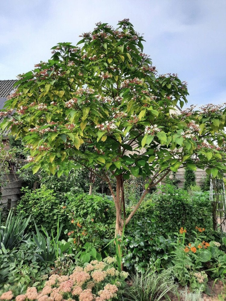 Pindakaasboom kansenboom biologisch, Tuin en Terras, Overige soorten, Minder dan 100 cm, Zomer, Ophalen