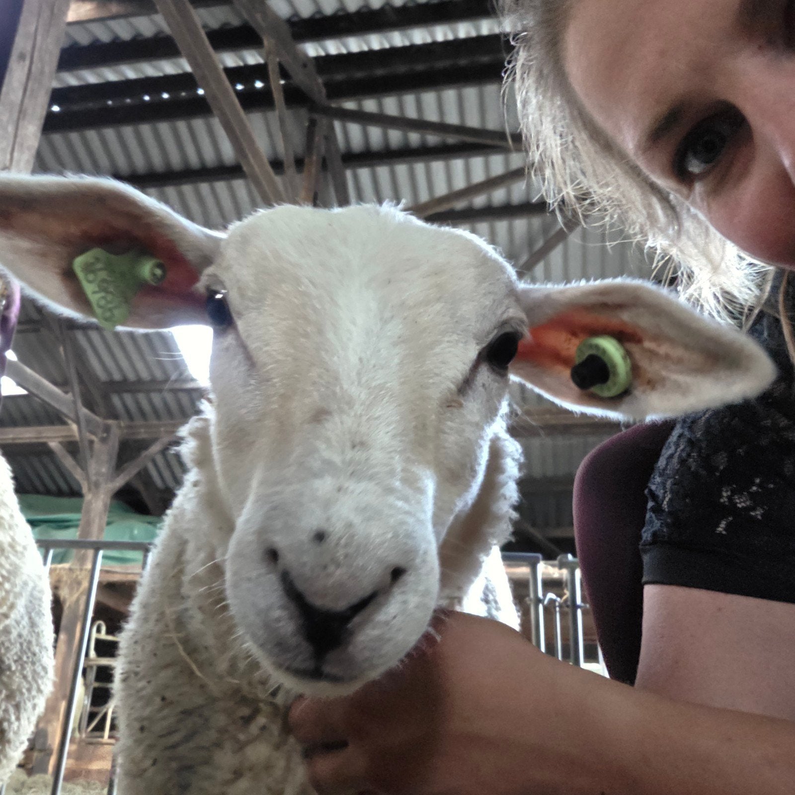 Handtamme Swifter ramlammeren, Meerdere dieren, Schaap, 0 tot 2 jaar