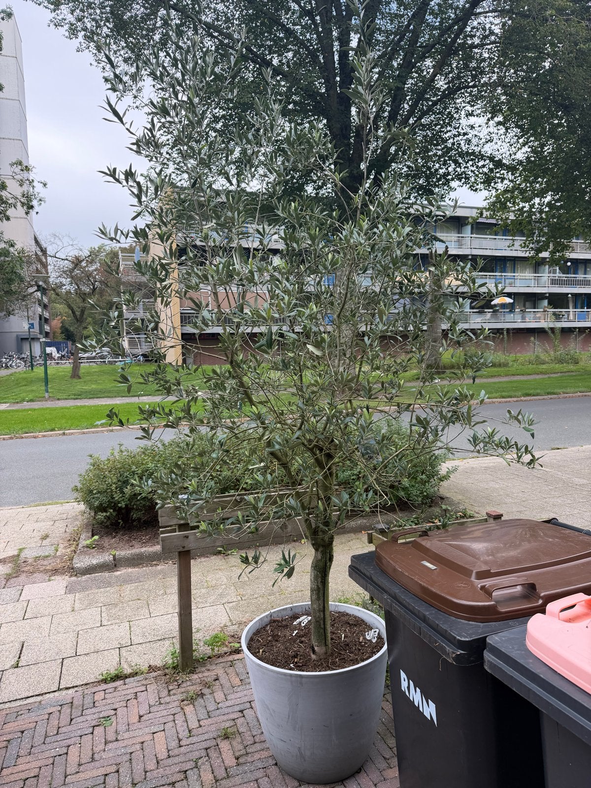 Olijfboom (Olea Europaea) in pot - Mediterrane sfeer, Tuin en Terras, Volle zon, Vaste plant, Lente, Ophalen
