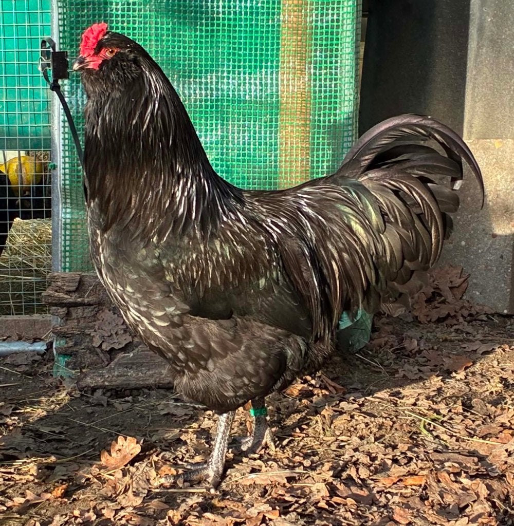 Ameraucana haan, Mannelijk, Kip