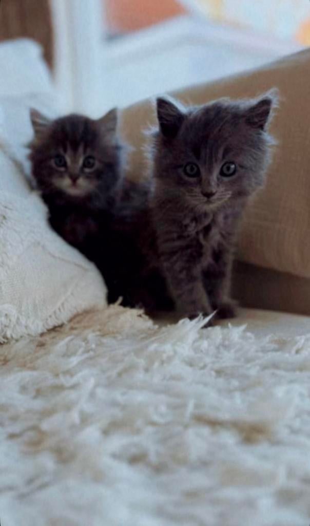 Ragdoll x Britse langhaal poesjes 9 wkn oud, Meerdere dieren, Ontwormd, 0 tot 2 jaar