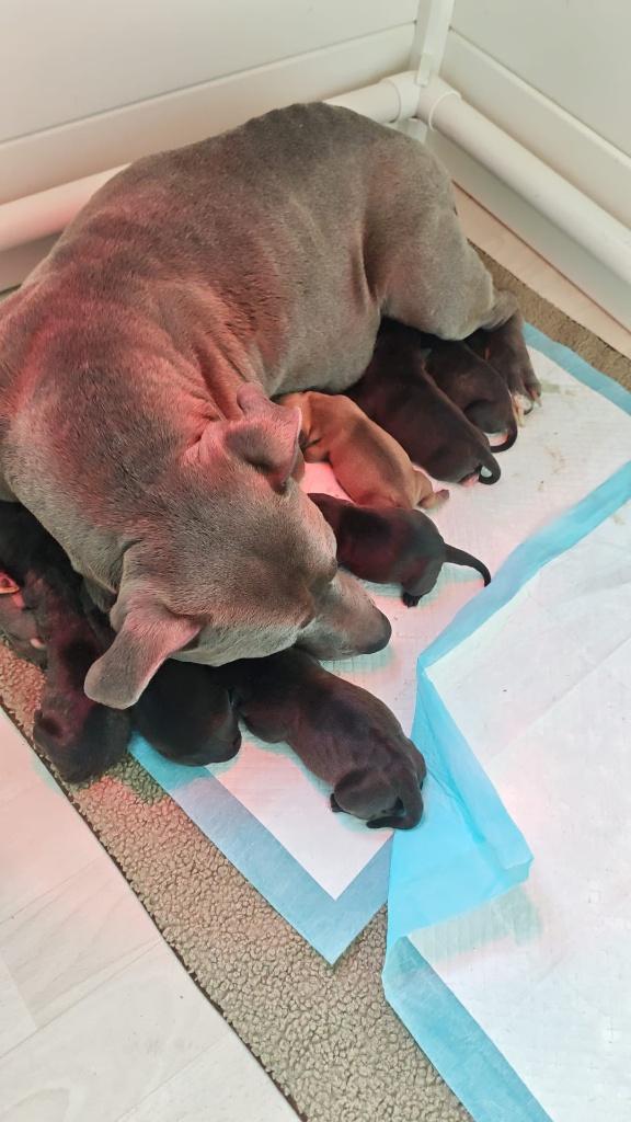 Pocket bully/ standaard bully pups, Dieren en Toebehoren, 8 tot 15 weken, Bulldog, Meerdere, Meerdere dieren