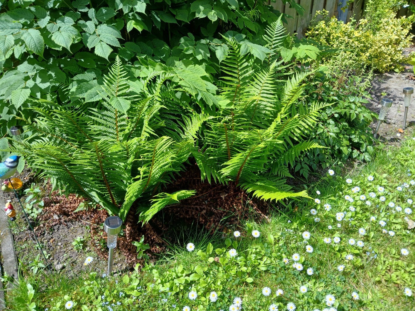 2 varens tuin, Ophalen, Vaste plant, Varens