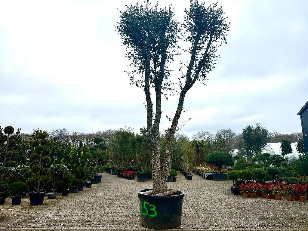 Grote kurkeik -Quercus suber met 100/110 cm stamomtrek nr153, Tuin en Terras, Overige soorten, Zomer, 400 cm of meer, Ophalen