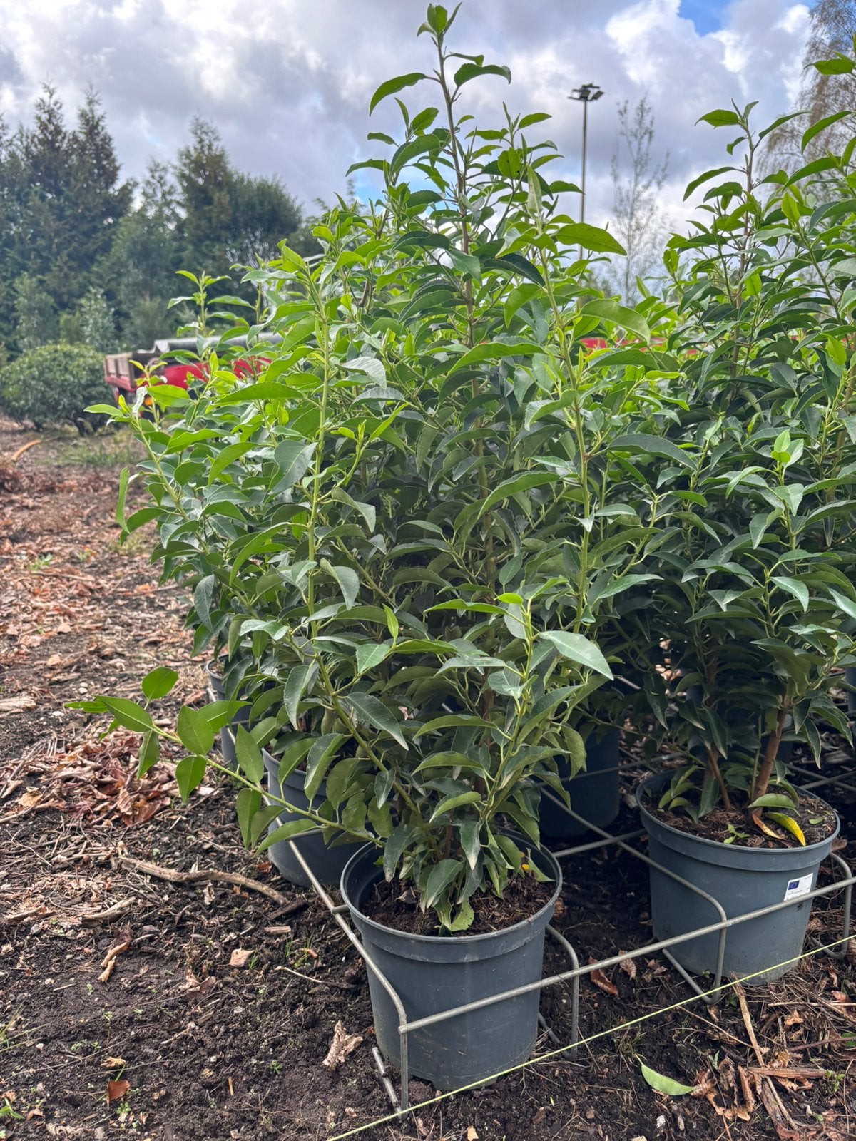 Prunus lusitanica Portugese laurier, Ophalen, Laurier, Minder dan 100 cm