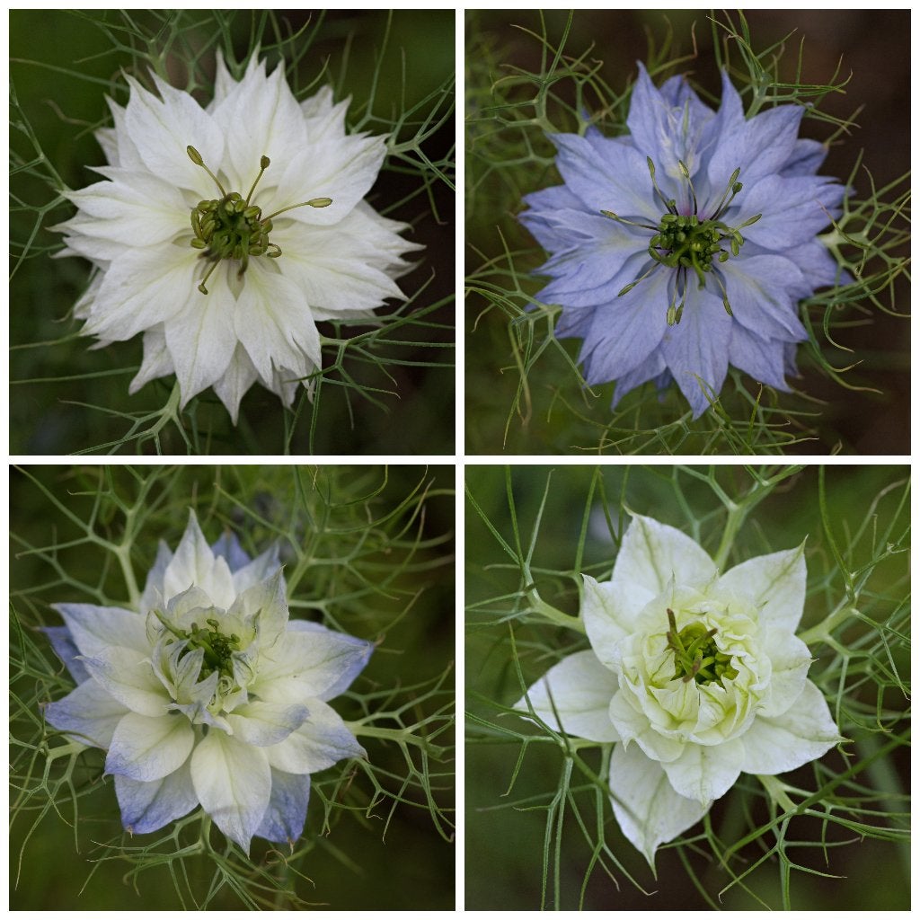 Zaden juffertje in het groen mix (Nigella damascena), Ophalen of Verzenden, Voorjaar, Volle zon, Zaad