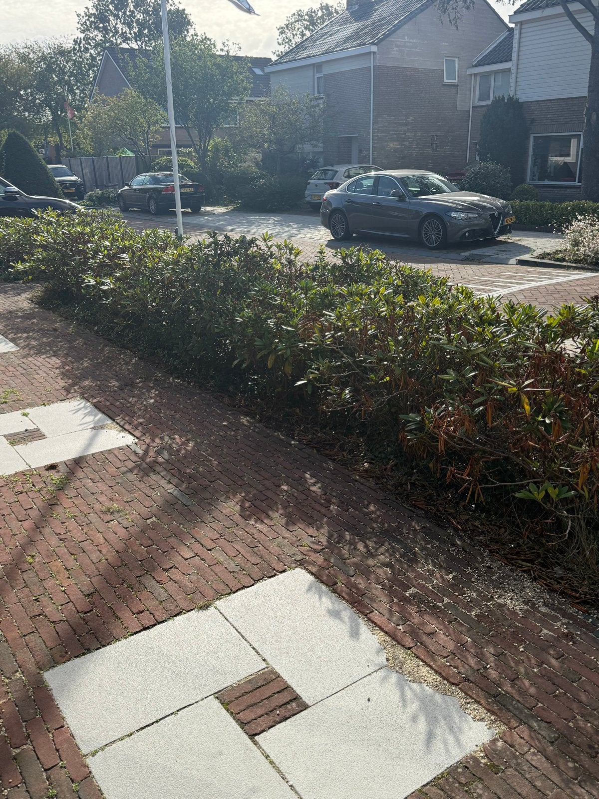 Grote Rhododendron struiken te koop, Vaste plant, Halfschaduw, Lente, Ophalen