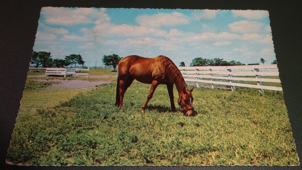 Paarden - Eenzaam - KHo03, Verzenden, 1960 tot 1980, Gelopen, Paard