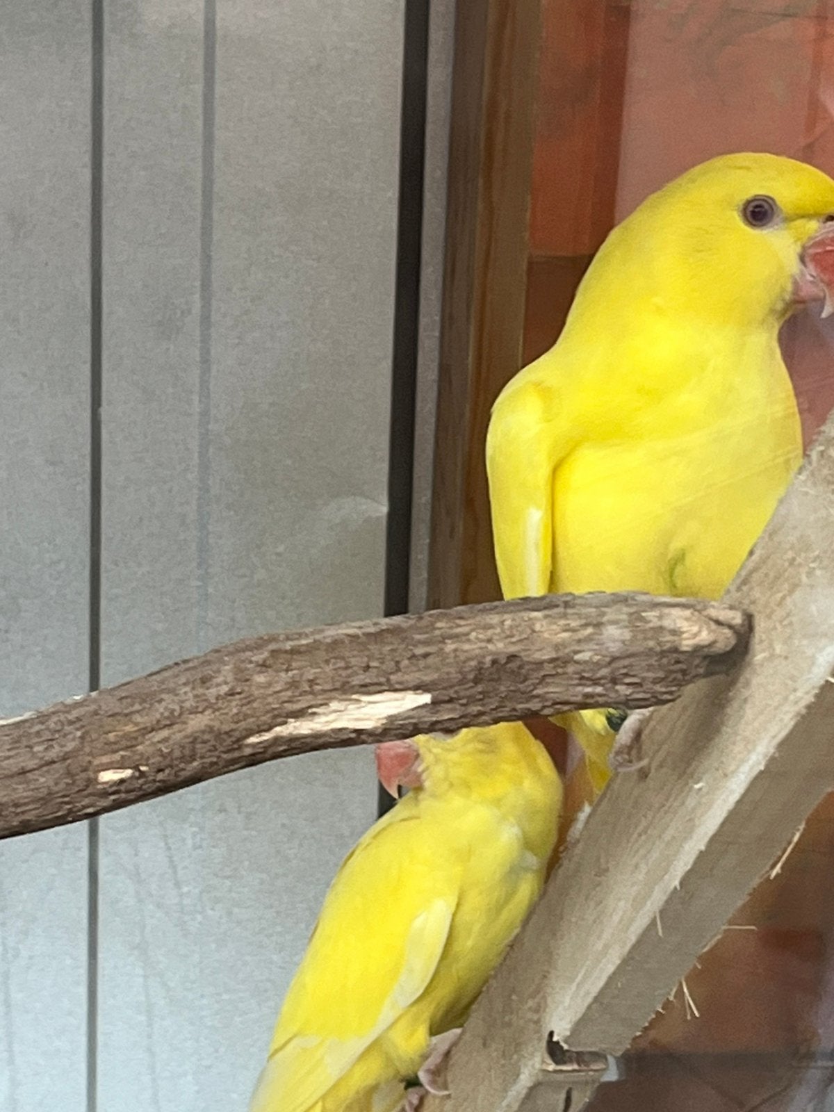 jonge lutino halsband parkiet, Geslacht onbekend, Parkiet, Tam