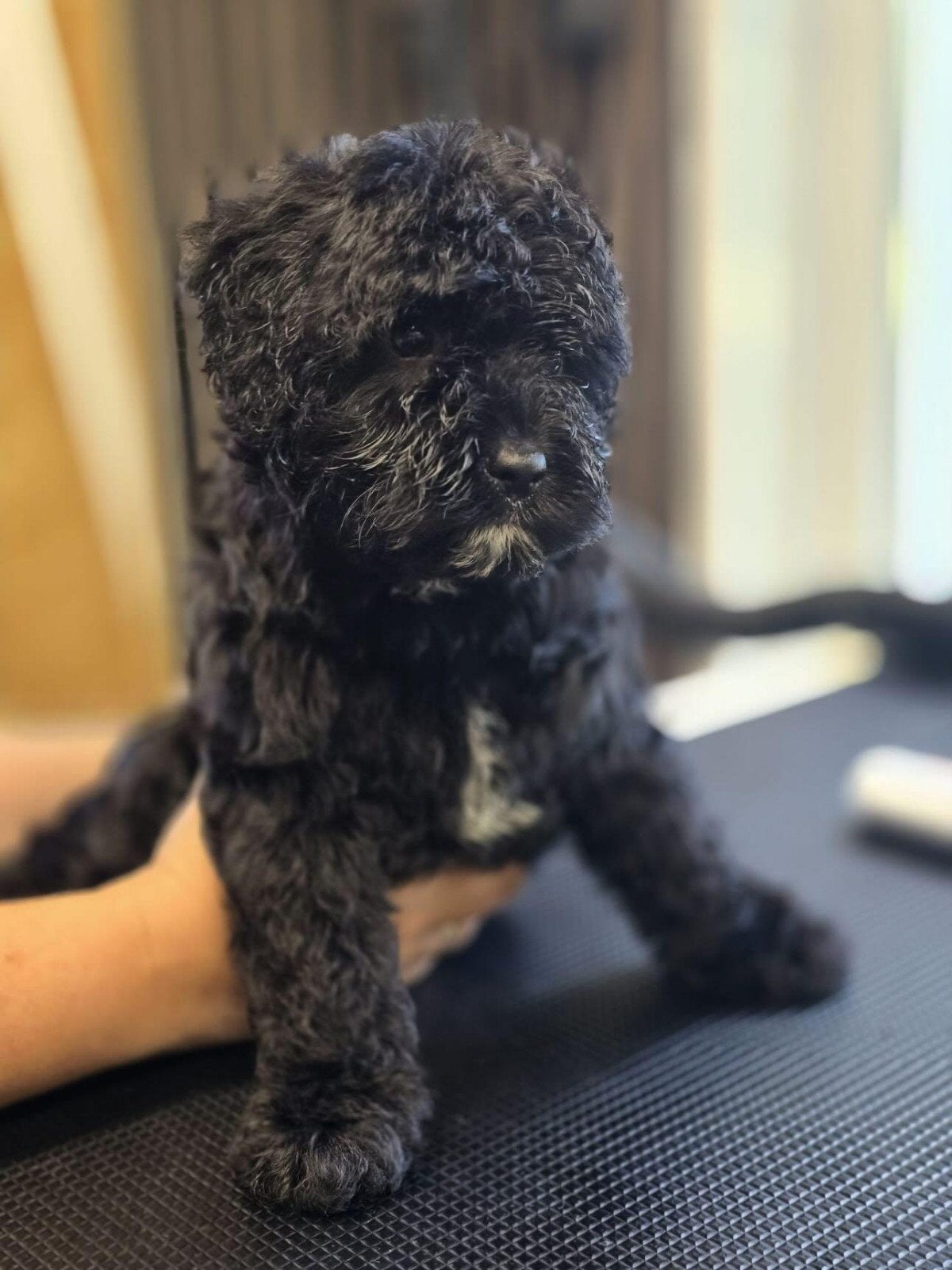 Poedelxboomer pups, Meerdere, Nederland, Particulier, Reu