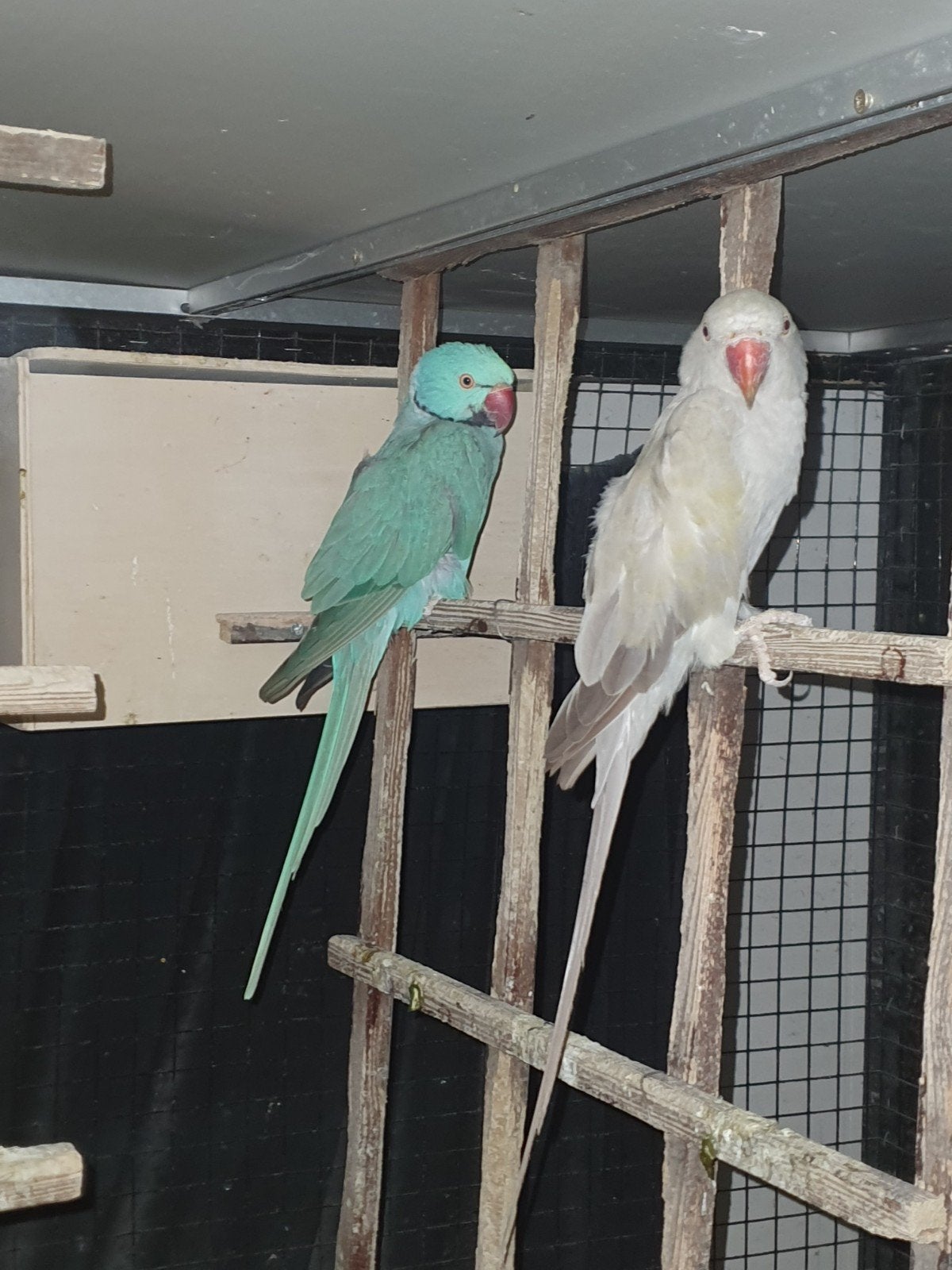 broedkoppel halsbandparkieten, Meerdere dieren, Parkiet