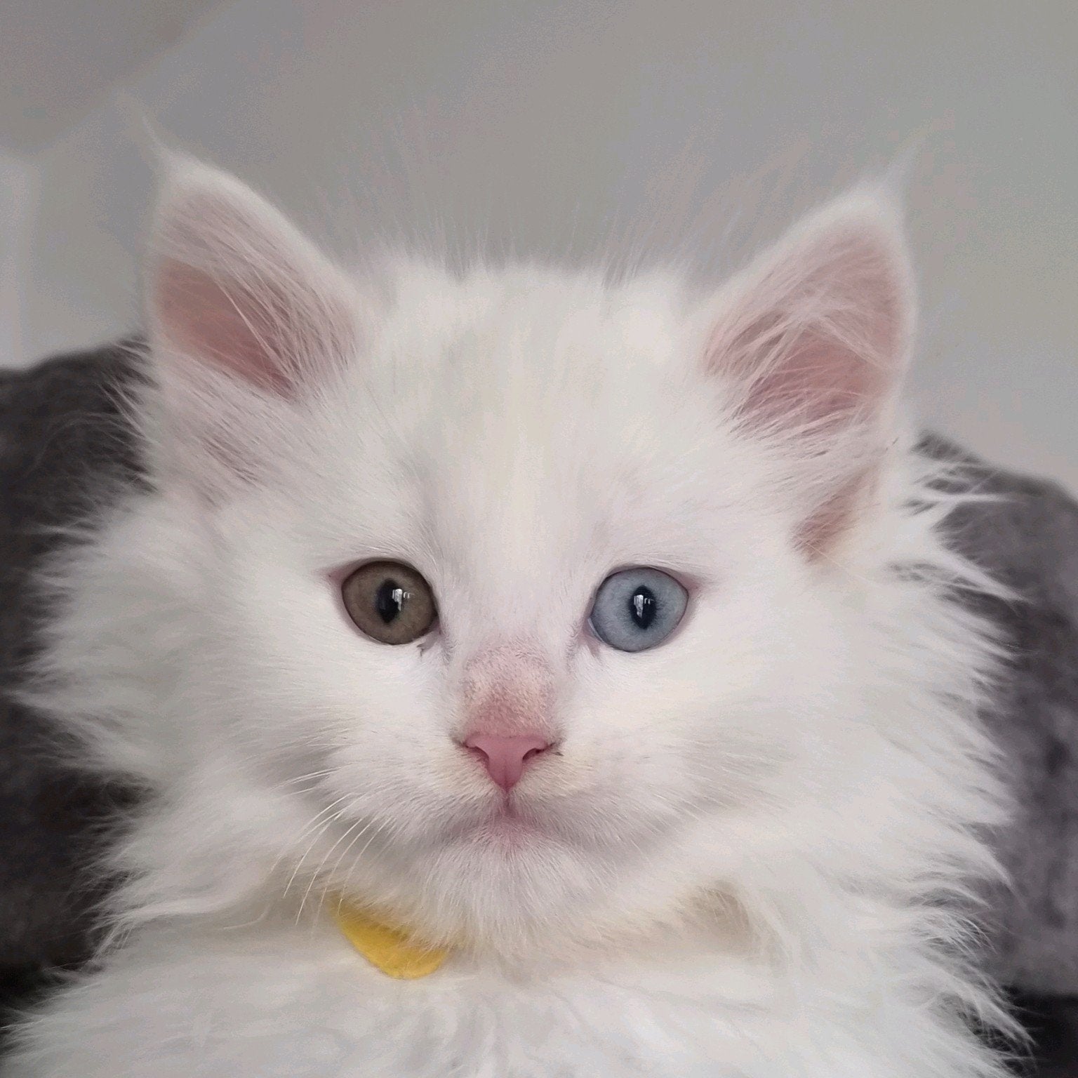 ♡  maine coon kittens ♡ mogen verhuizen♡