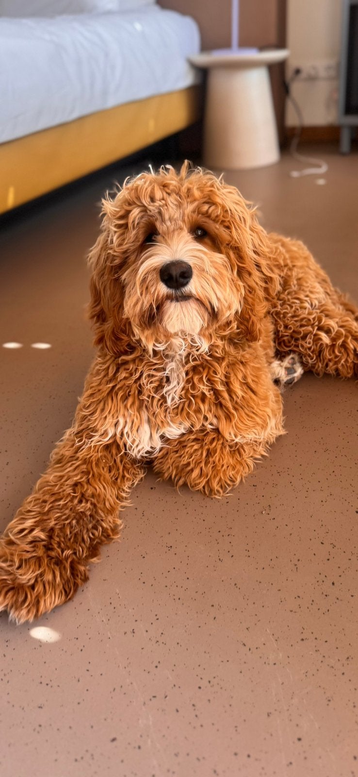 Dekreu Ollie vanaf oktober beschikbaar (NIET TE KOOP), Reu, 1 tot 2 jaar, Parvo, Eén hond