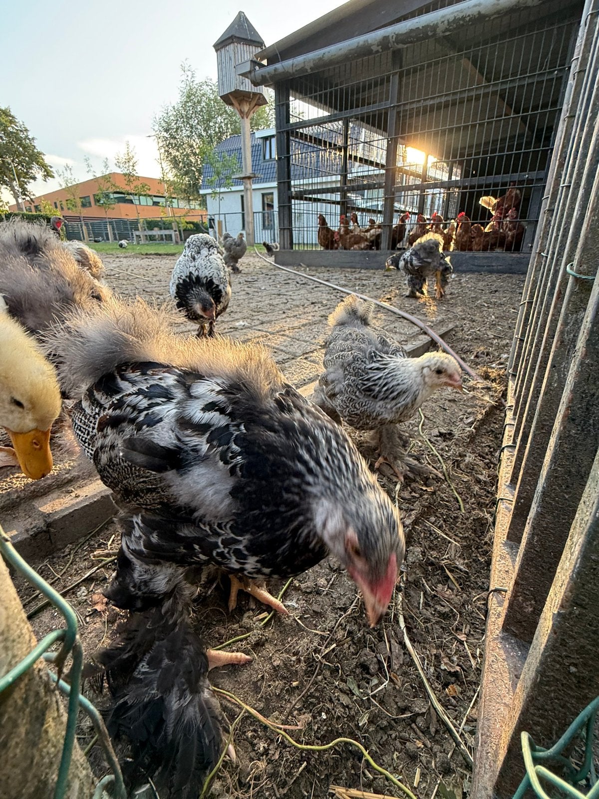 Brahma hanen, Dieren en Toebehoren, Mannelijk, Kip