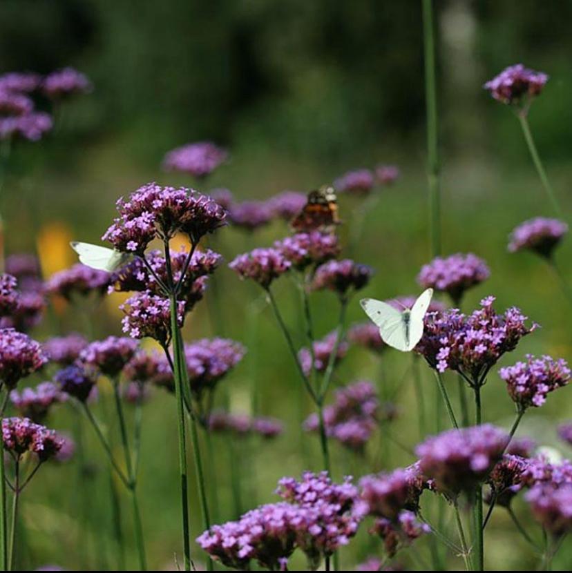 Tuinplanten - Verbena - Ijzerhard - Chemievrij - Vlinders, Tuin en Terras, Planten | Tuinplanten, Overige soorten, Volle zon, Vaste plant