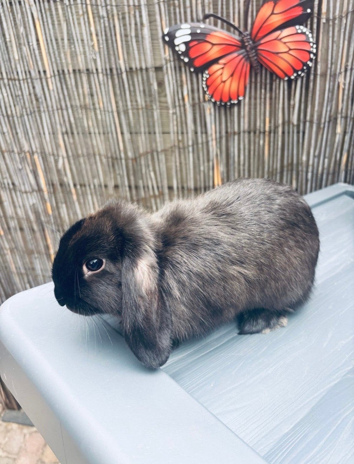 Minilop konijntjes, Dieren en Toebehoren, Mei, Meerdere dieren, Overige typen, Tam