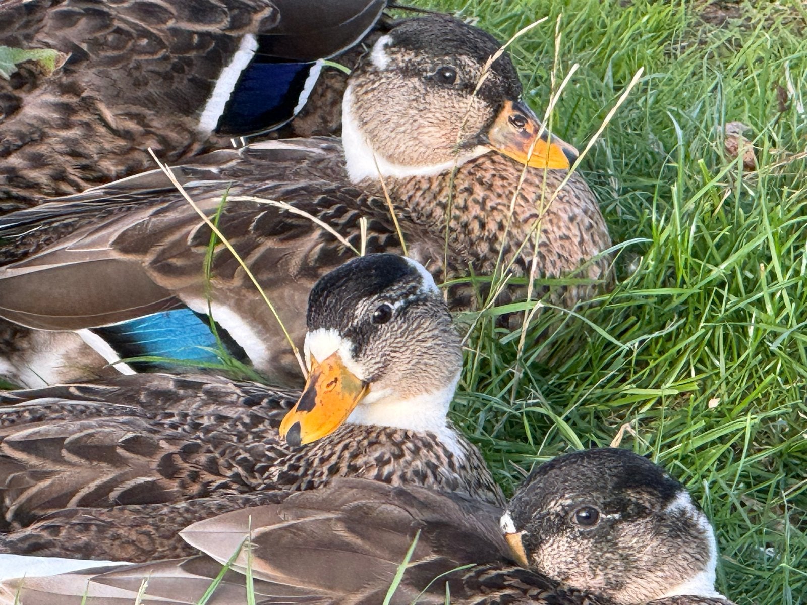 Kwakers wildkleur bont, Dieren en Toebehoren, Meerdere dieren, Eend