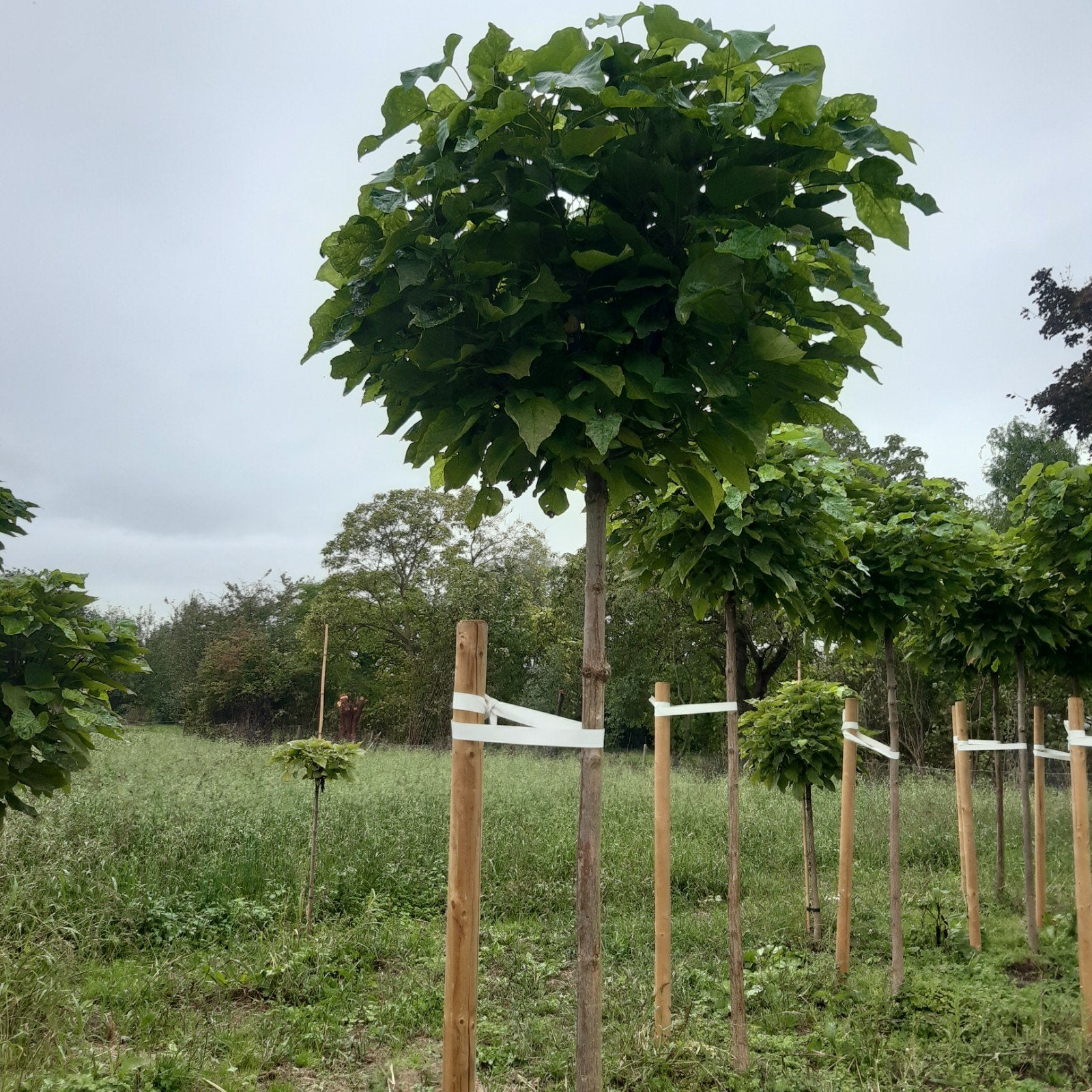 Bol catalpa, Tuin en Terras, Ophalen of Verzenden