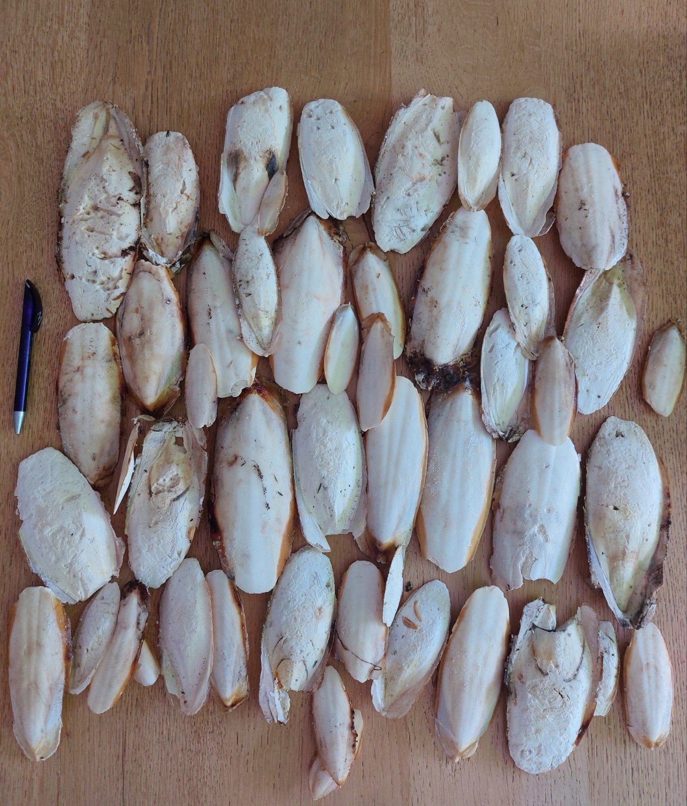 Sepia kalk voor vogels, Dieren en Toebehoren, Ophalen of Verzenden, Nieuw, Kooi-accessoires