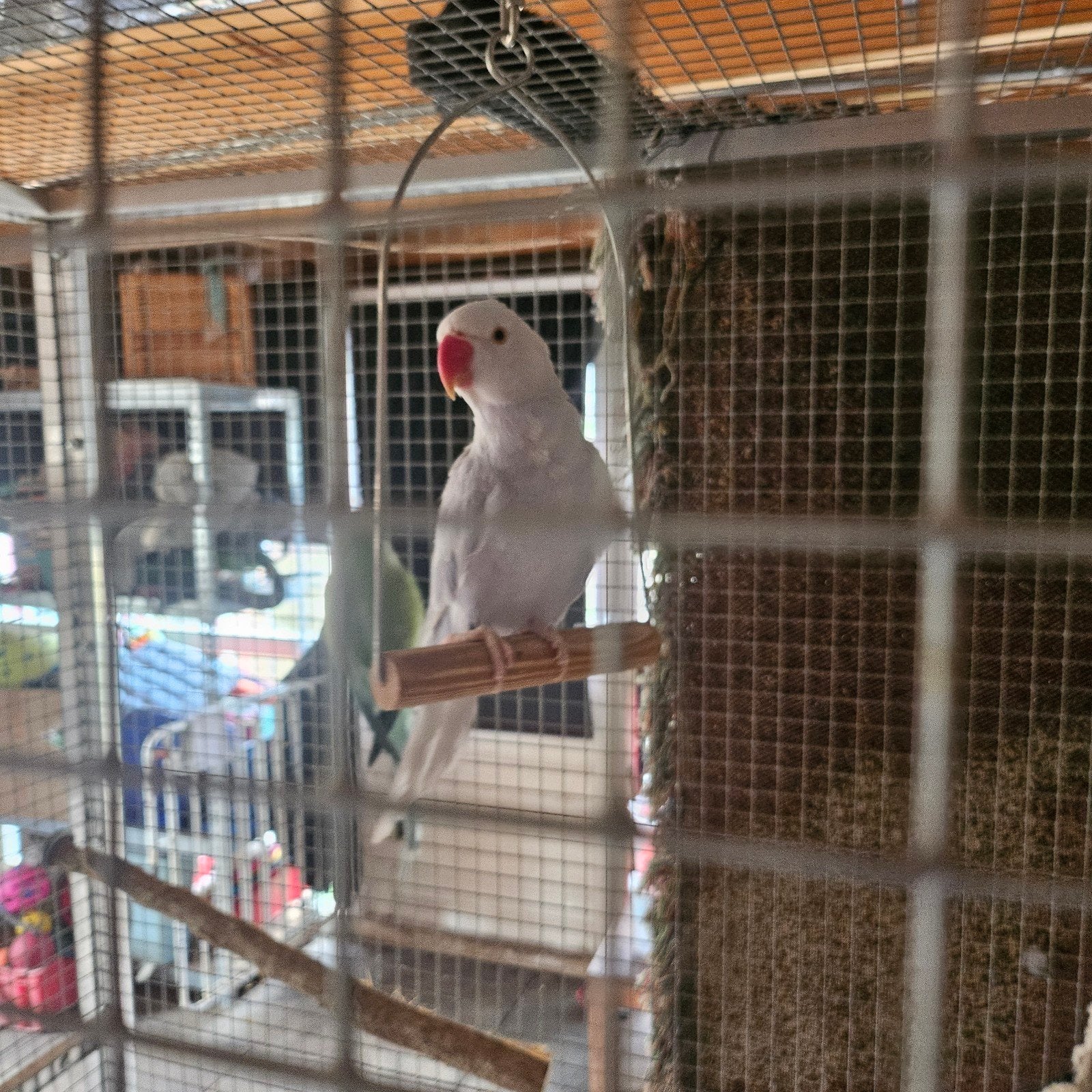 4 halsband parkieten 1 koppel aqua's Dna getest., Dieren en Toebehoren, Vogels | Parkieten en Papegaaien, Meerdere dieren, Parkiet