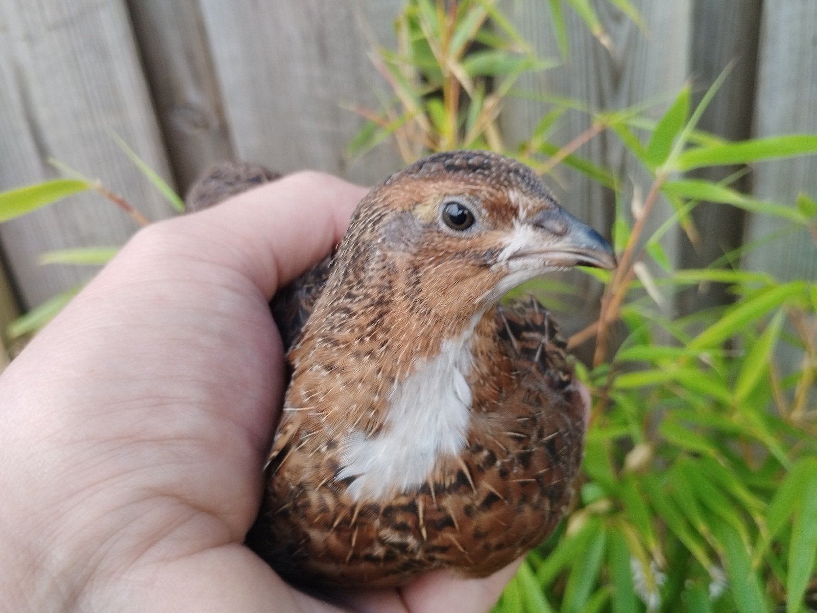 mooie kwartel haan, Dieren en Toebehoren, Mannelijk, Geringd