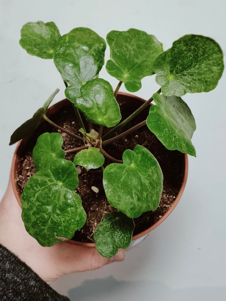 Pilea peperomioides 'Sugar' variegata, Huis en Inrichting, Kamerplanten, Ophalen of Verzenden, Halfschaduw, Minder dan 100 cm
