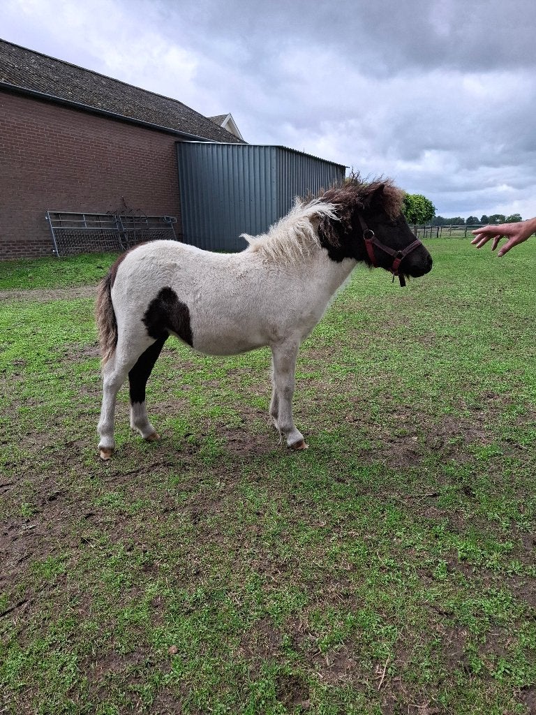 Shetlander zwart-bont merrie veulen, Merrie