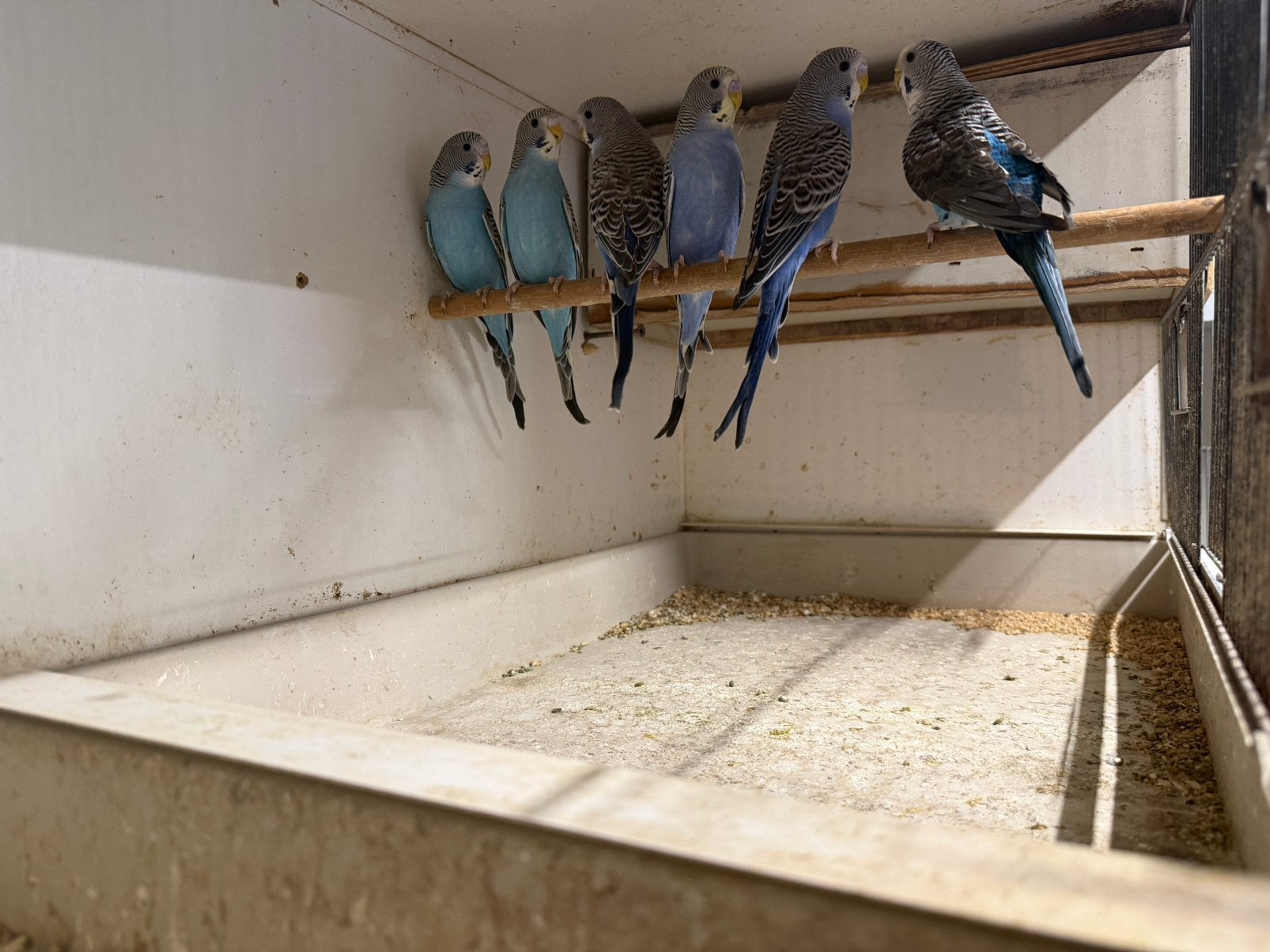 15 jonge grasparkiet in bijzondere kleuren, Dieren en Toebehoren, Meerdere dieren, Parkiet