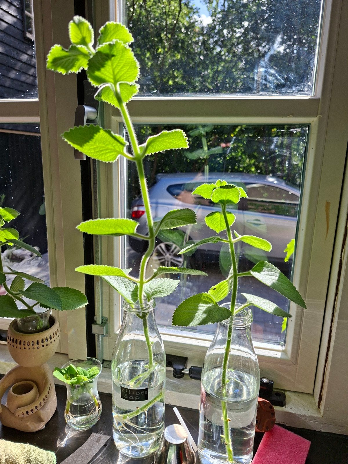 Gewortelde stek Cubaanse oregano / 5 in 1 kruid, Ophalen, Vaste plant, Bloeit niet, Halfschaduw