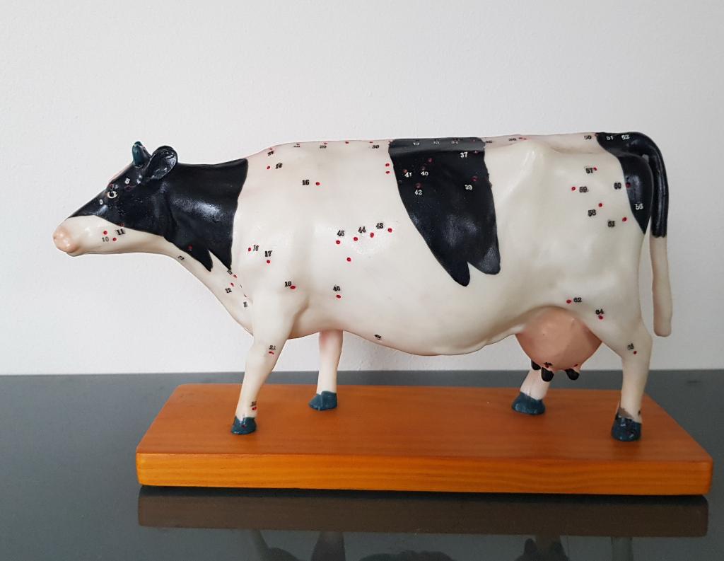 Koe, anatomisch / acupunctuur, Ophalen of Verzenden, Natuur en Biologie