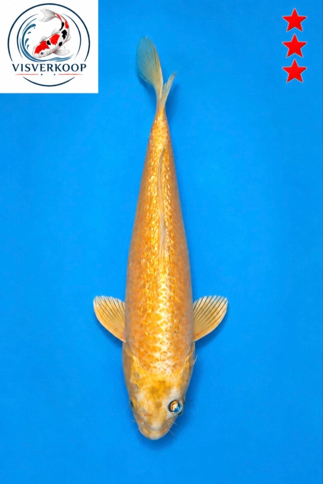 Koi Yamabuki Ogon., Karper of Koi