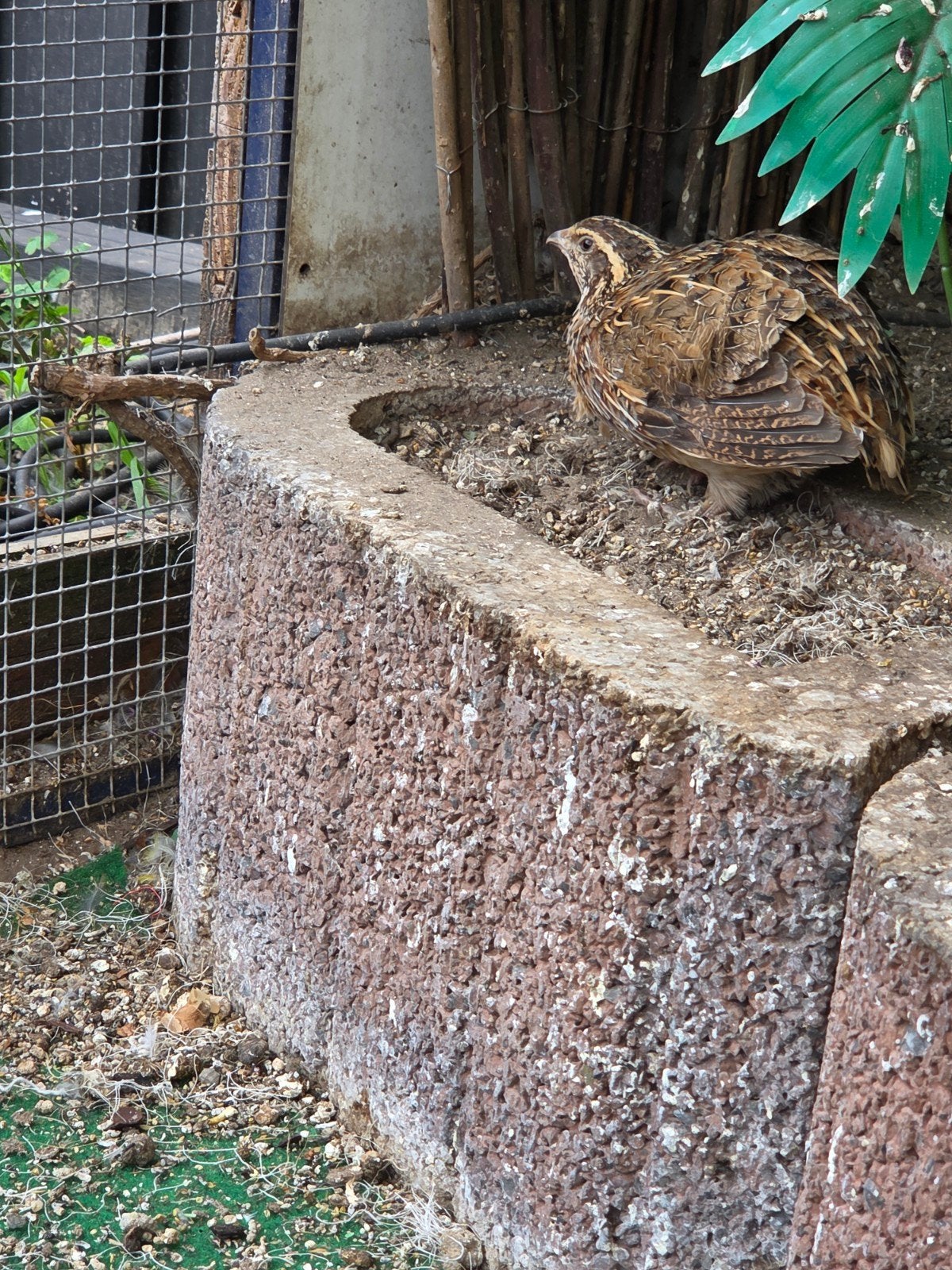 te ruil/ tekoop kwartel hen, Dieren en Toebehoren, Vrouwelijk