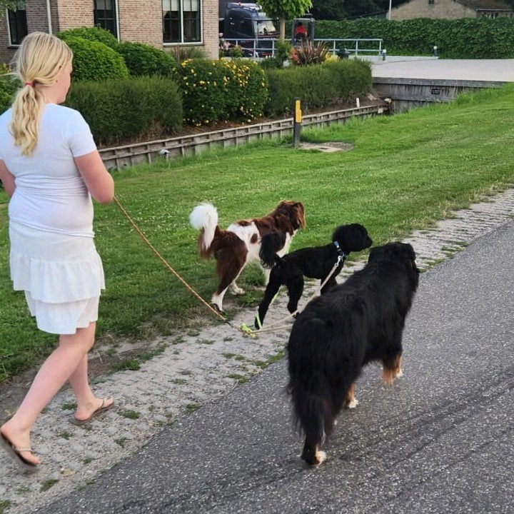 Hondenuitlaatservice in Venhuizen- Hem, Dieren en Toebehoren, Ophalen of Verzenden, Gebruikt, Hondenriem