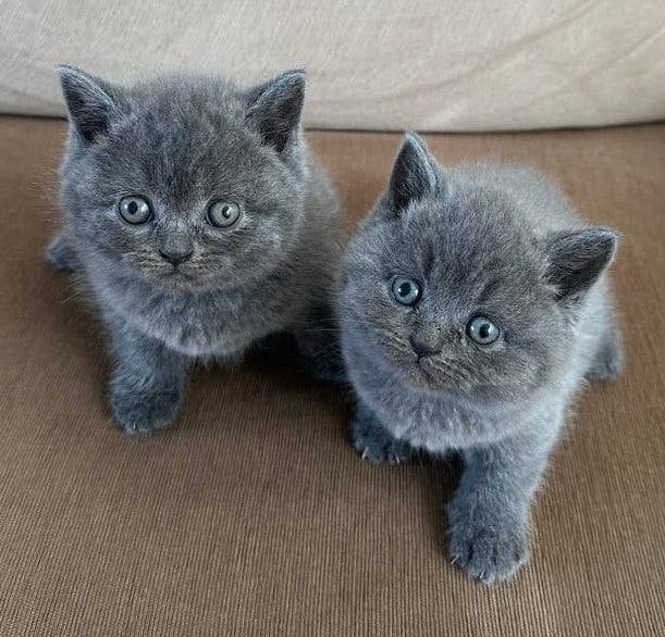 Britse Korthaar Kittens, Dieren en Toebehoren, Kater, Ontwormd, 0 tot 2 jaar