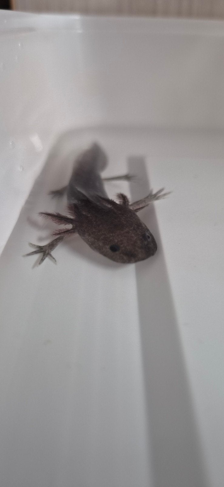 Axolotl, Overige soorten