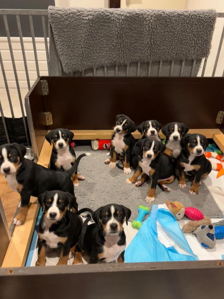 Appenzeller pups, Overige rassen, 8 tot 15 weken, Meerdere, Meerdere dieren