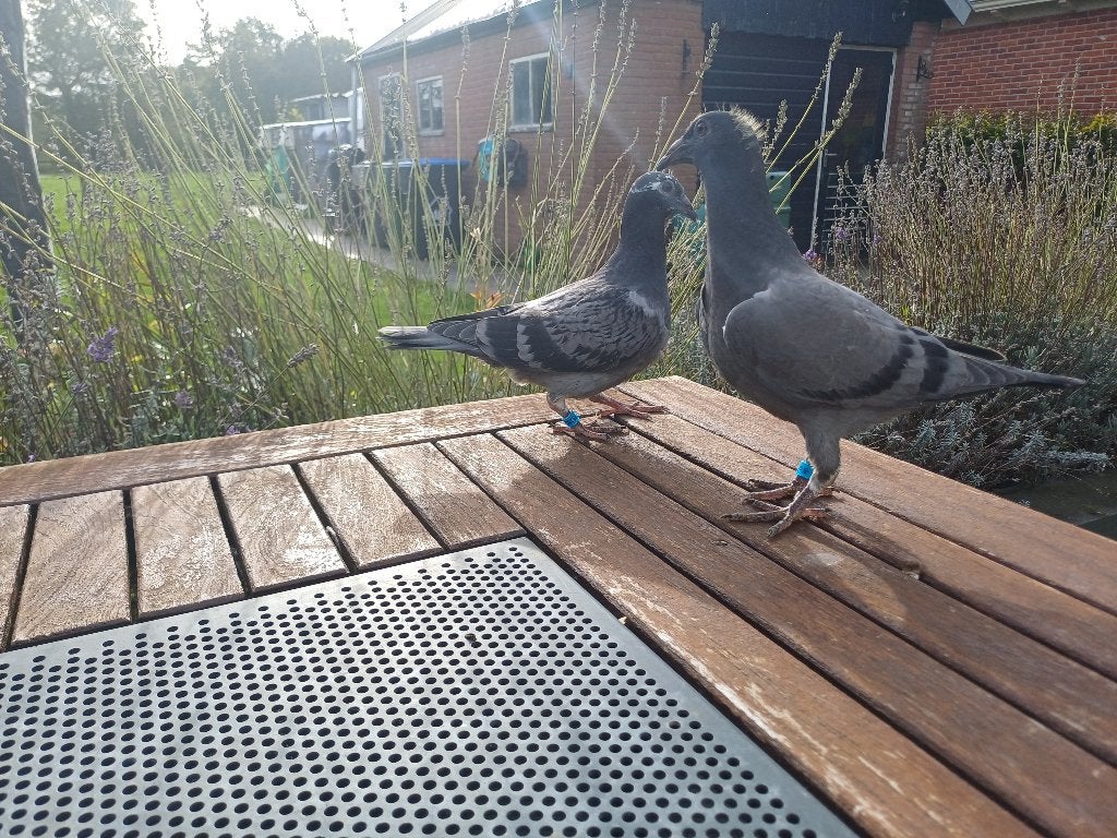 postduiven, koppel jonge duiven lijn SUPER 01, Geslacht onbekend, Postduif