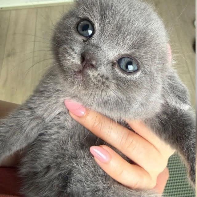 British Shorthair kittens Nijmegen, Dieren en Toebehoren, Meerdere dieren, Ontwormd