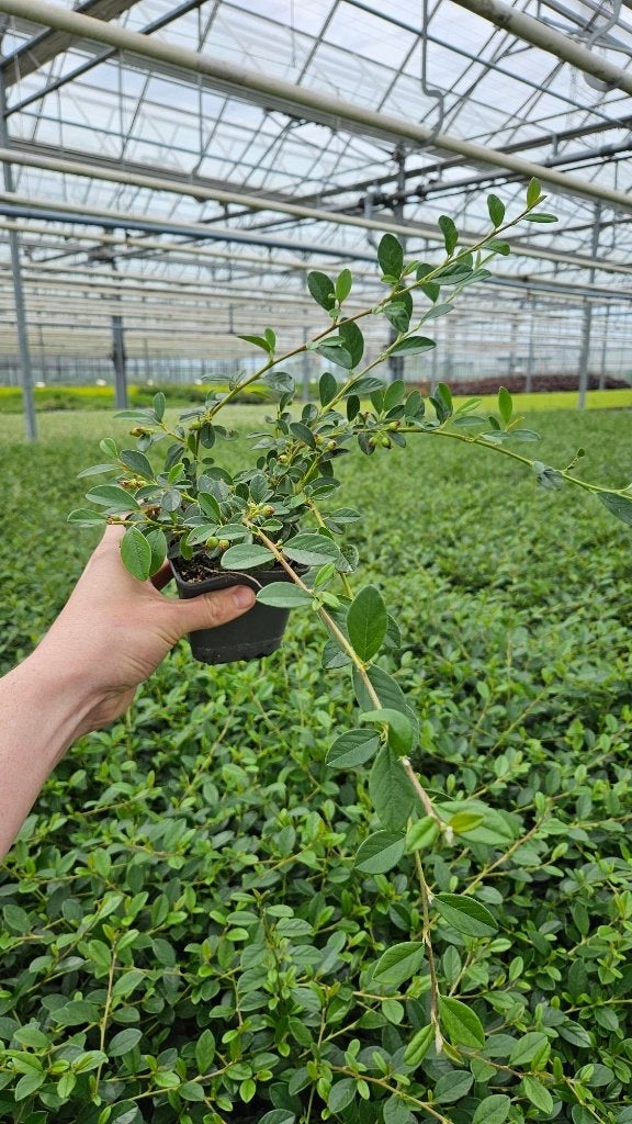 Cotoneaster Coral Beauty - Dwergmispel - Prachtig, Tuin en Terras, Bodembedekkers, Volle zon, Vaste plant, Ophalen of Verzenden
