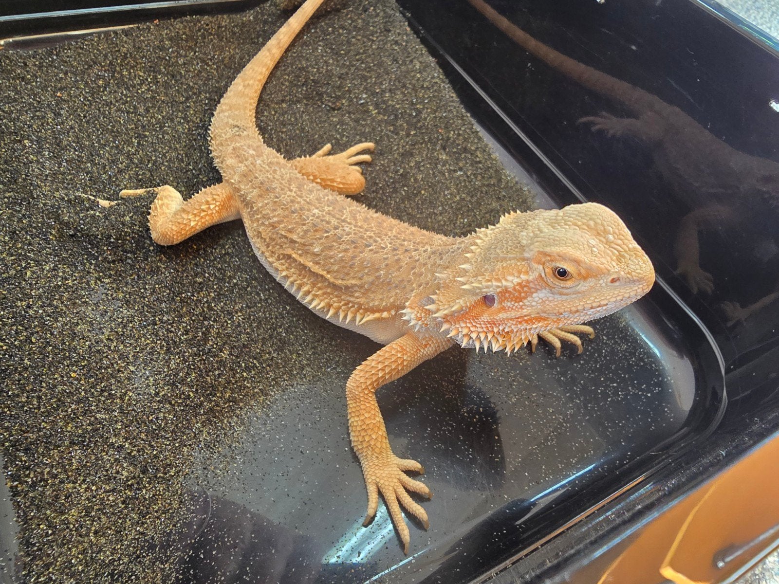 Prachtige vrouwelijke baardagaam (Pogona vitticeps) Bearded Dragon photo 2