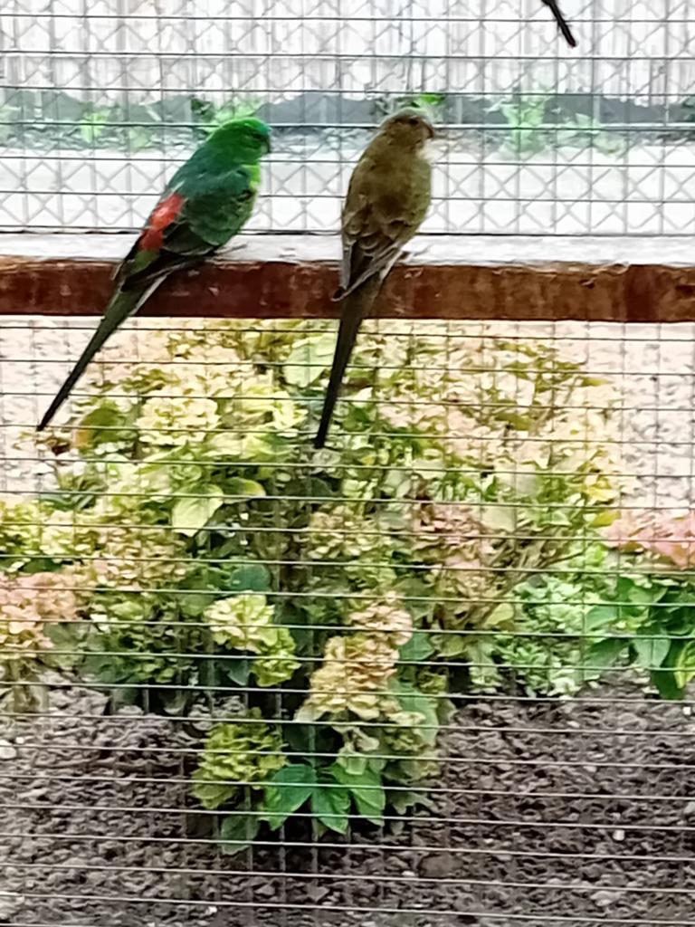 Te koop een mooi koppel wildkleur roodruggen, Dieren en Toebehoren, Meerdere dieren, Parkiet, Geringd